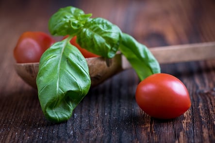 Growing basil and tomatoes