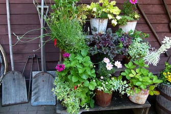 Outdoor kitchen container gardening