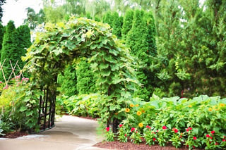 pergola style trellis