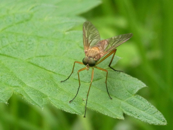 Mosquito in the backyard